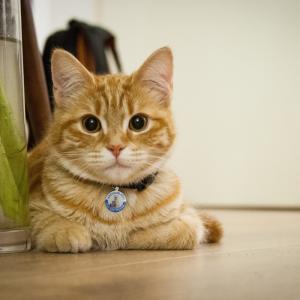 ส่วนบุคคลแท็กสุนัขและแมวป้ายสแตนเลสสมาร์ทแท็ก ID สัตว์เลี้ยงสแกน QR Code ที่ตั้งจีพีเอส