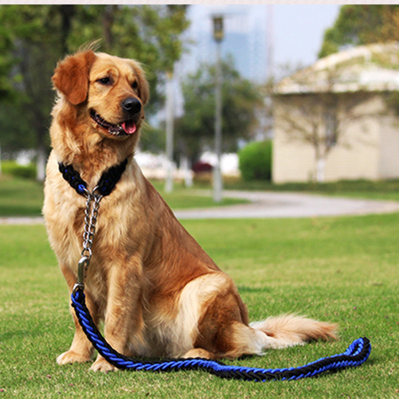 วิธีการดูแลสุนัขสัตว์เลี้ยง ทำไมสุนัขกิน pregn