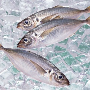 ปลาทูแช่แข็ง