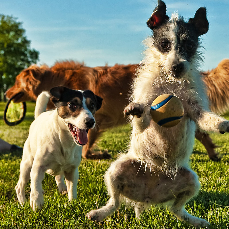 สุนัขนมสามารถดื่มได้หรือไม่?