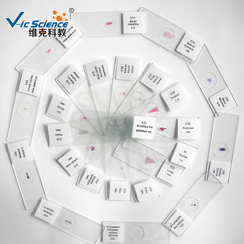 100 ชิ้น histology เตรียมสไลด์ชุดกล้องจุลทรรศน์เตรียมสไลด์ในกล่องพลาสติก