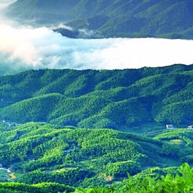 รำลึกถึงชาใน zhexi hunan anhua ชาดำชาการดูแลสุขภาพ