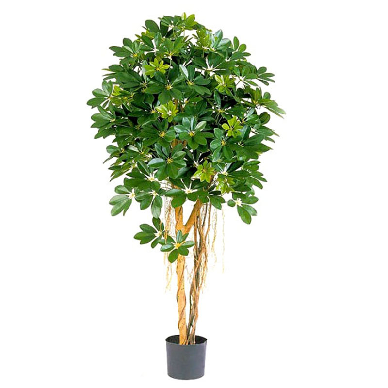 oh016200116 ไม่