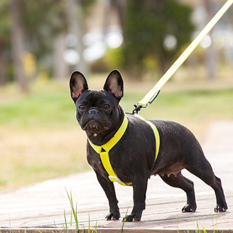 2022 ชุดเทียมสุนัขที่มีสีสันสไตล์ใหม่และสายจูงสามารถปรับได้หลายจุดและการเชื่อมต่อการฉุดสุนัข