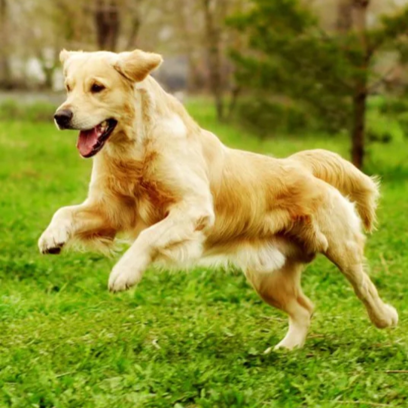 7 คำสั่งที่สำคัญสุนัขของคุณต้องรู้