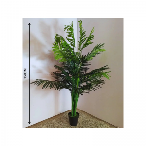 พืชแบคซิก