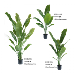 ต้นกล้วย