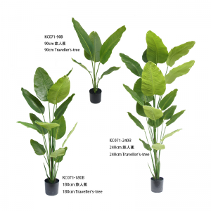 ต้นไม้นักเดินทาง