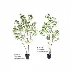 ปิแอร์ส จาโปนิกา