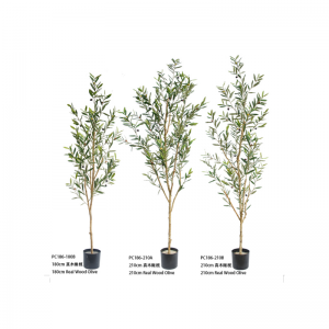 ต้นโอลิเวอร์